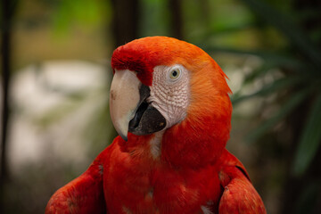 red parrot