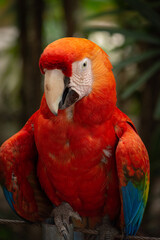 red parrot
