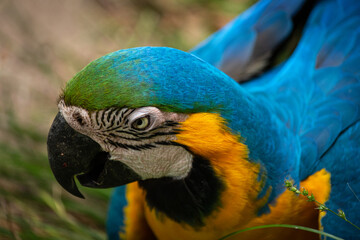 blue parrot
