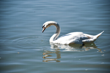 swan on the lake