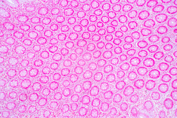 Backgrounds of Characteristics Tissue of Stomach Human, Small intestine Human, Pancreas Human and Large intestine Human under the microscope in Lab.