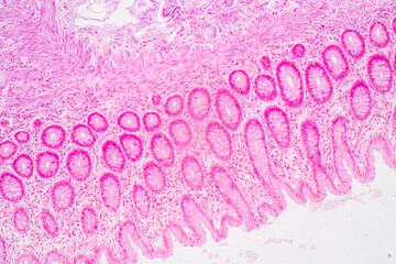 Backgrounds of Characteristics Tissue of Stomach Human, Small intestine Human, Pancreas Human and Large intestine Human under the microscope in Lab.