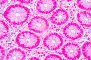 Backgrounds of Characteristics Tissue of Stomach Human, Small intestine Human, Pancreas Human and Large intestine Human under the microscope in Lab.