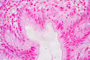 Backgrounds of Characteristics Tissue of Stomach Human, Small intestine Human, Pancreas Human and Large intestine Human under the microscope in Lab.