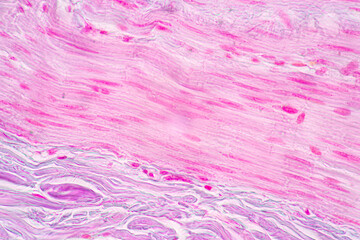 Backgrounds of Characteristics Tissue of Stomach Human, Small intestine Human, Pancreas Human and...