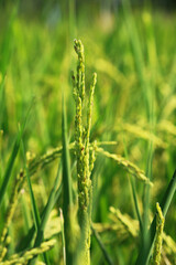 golden rice  under  the  sun