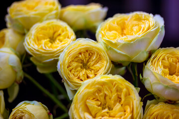 Yellow peony-shaped rose bouquet. Beautiful David Austin climbing roses in full bloom. Flower buds with delicate petals. Floral greeting card for birthday, Mother's Day, anniversary, March 8, wedding.