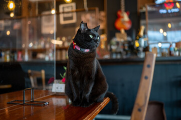 カフェのテーブルにいる黒猫