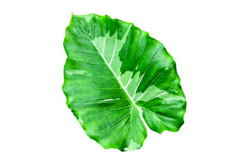 Obraz premium Alocasia Okinawa