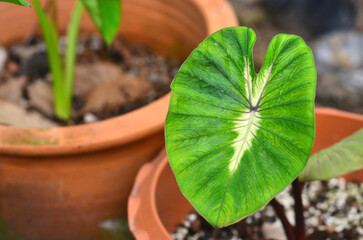 colocasia waikiki