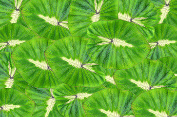 Beautiful colocasia waikiki