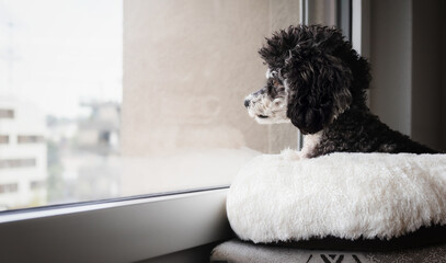 Dog looking out of window at the neighborhood. Curios small dog sitting on a pillow while looking...