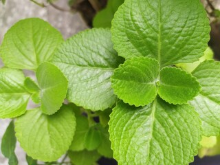 Mexican mint, Karpuravalli Plant, Plectranthus amboinicus