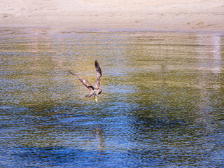 Pacific Gull Fly Off