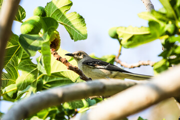 A mockingbird perched on a fig tree branch