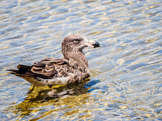 Pacific Gull In Shallows