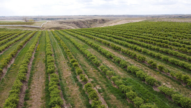 rows of haskap berry bushes
