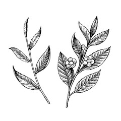 Tea branch illustration in black and white engraving retro style isolated on white background. Vector drawing