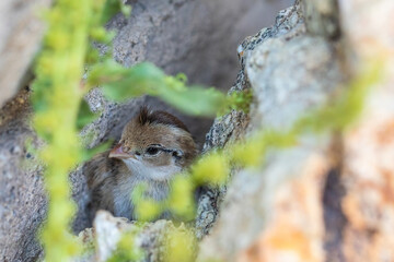 A baby quail chick hiding