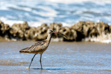 A long billed curlew walking in the surf at the beach