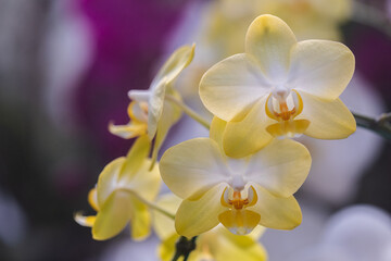 Beautiful orchid flower blooming at spring season