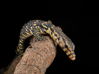 leopard gecko