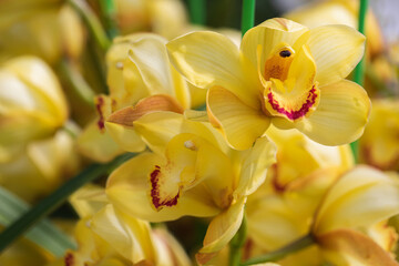 Beautiful orchid flower blooming at spring season