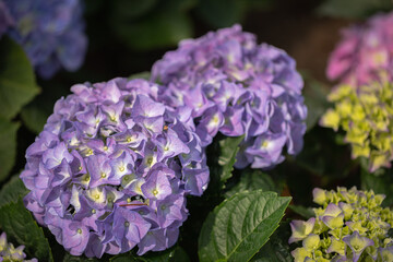 Purple hydrangea flowers in spring time