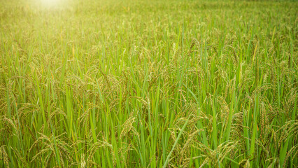 Obraz premium Jasmine rice field, Close up yellow rice seed ripe and green leaves