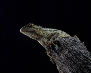 bearded dragon lizard