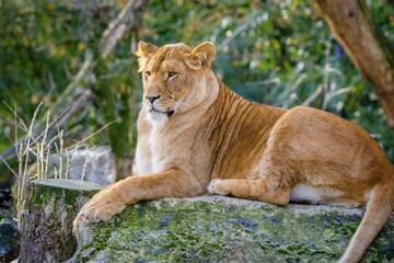 Fototapeta na wymiar Barbary lion portrait lion king, also known as the Atlas lion. Wildlife animal.