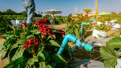Fototapeta premium Valves drip irrigation system in organic strawberry farm. Watering plants system in garden. Sprinkler watering valve for watering young strawberry tree to freshness and growth. Agriculture Technology.