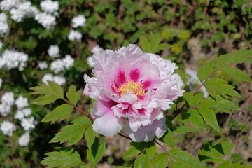 Big soft pink Peony in a sunny garden on a spring day