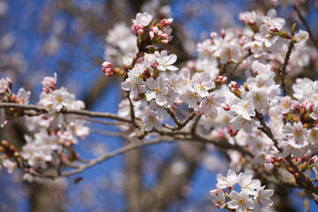 A branch of white cherry flowers against blue spring sky