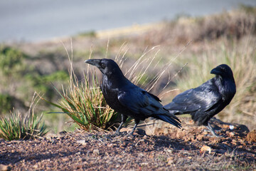 Big black Ravens in Twin peaks hills in San Francisco