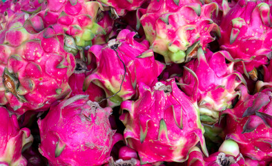 Red Pitaya fruits, dragon fruit, the fruit of several different cactus species indigenous to the America