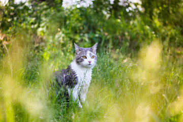 Tabby bicolor white gray cat in green grass in spring garden. Feline in nature.