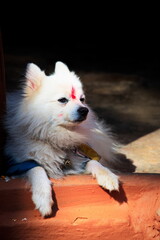 Cute white dog lying at threshold and wearing red dot on her forehead