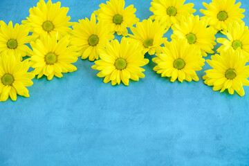 Cheerful yellow chrysanthemum flowers on a sky-blue background, happy spring background

