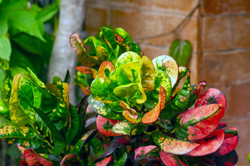 Croton (Codiaeum variegatum), a popular houseplant with many varieties and devotees with pretty colorful leaves in Indonesia