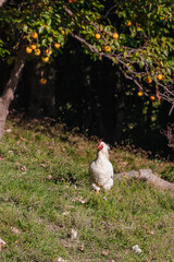 Domestic chickens graze on the green grass.Domestic chickens graze on the lawn in the yard on a sunny autumn day. Chickens on a free-range farm graze on the grass on a mountain slope. Vertical image.