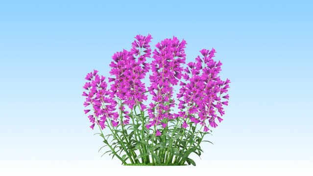 Harebell flower on a white background 3D animation, Flowering shrubs animate in the wind on white background with alpha matt 3D virtual tree. Separated with alpha channels