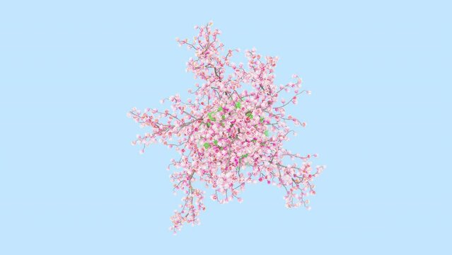 Sakura flower on a white background 3D animation, Flowering shrubs animate in the wind on white background with alpha matt 3D virtual tree. Separated with alpha channels. Top View Camera