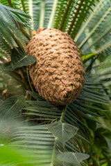 Fruiting cone on Dioon spinulosum (Giant Dioon) at San Francisco Conservatory of Flowers.