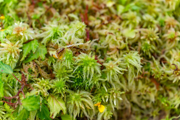 Close-up of Sphagnum. Selective focus.