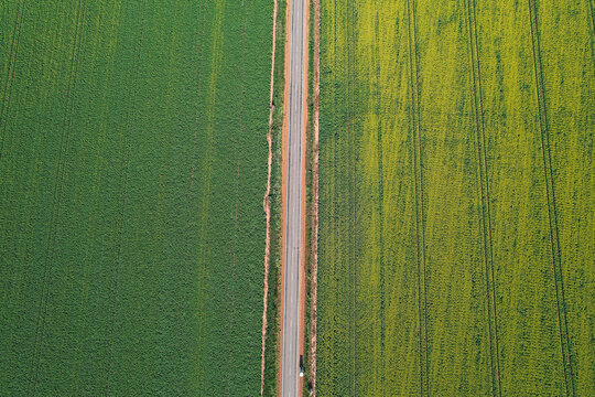 Aerial picture of canola field in Australia. Harvest season soon in farms. Road in the middle of the fields. Green and yellow plants and flowers from the sky. Top down picture with a drone.