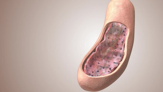 Cross section view of a mitochondria