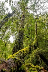 moss covered trees