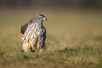 Northern goshawk bird ( Accipiter gentilis )