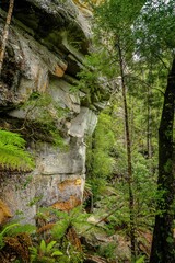 rock face in the tasmanian rainforest